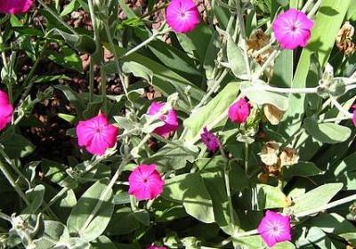 表示忘记的词语(汇总70句)