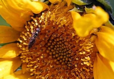 触怎么组词语(共12句)