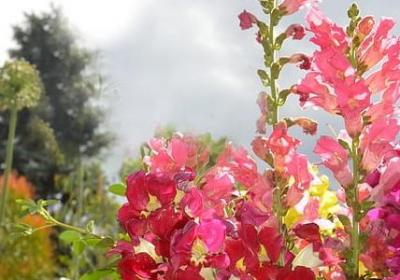 贤怎么组词语(合集61句) 贤怎么组词语(合集61句)