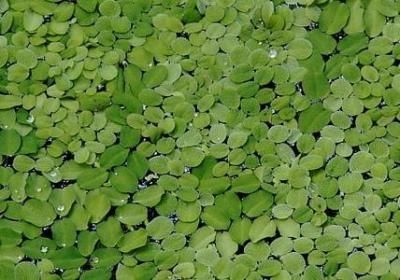 说的词语两个字(优选50句)