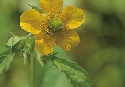 衰能组什么词语(热门40句)