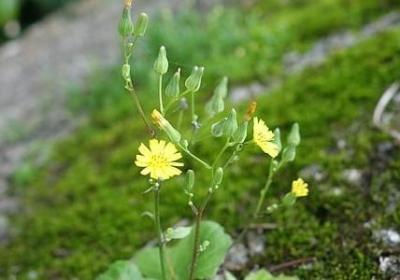 赞扬导游的词语(通用41句)