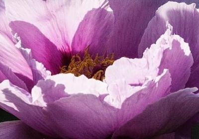 象生词语有哪些(必备14句)