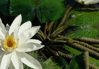 解释词语的意思(汇总100句)