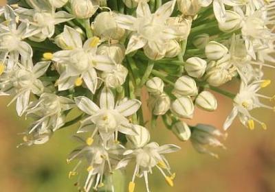 误组词语有哪些(通用41句)