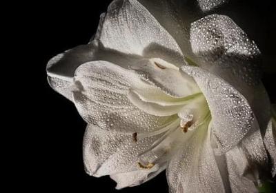 赞美老师的四字词语(热门39句)