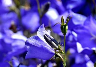 门的四字词语(推荐60句)