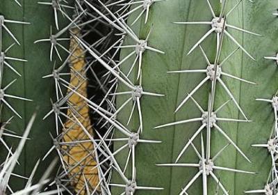 采可以组什么词语(优选47句)