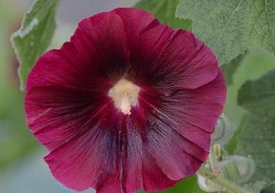 静什么什么三字词语(40句) 静什么什么三字词语(40句)