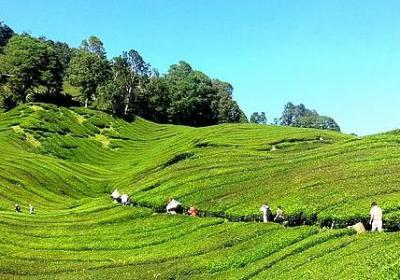 梅花的名言警句(实用80句) 梅花的名言警句(实用80句)