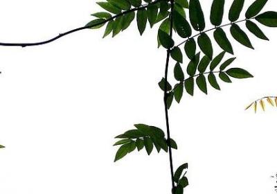 风组词语四字(必备50句)