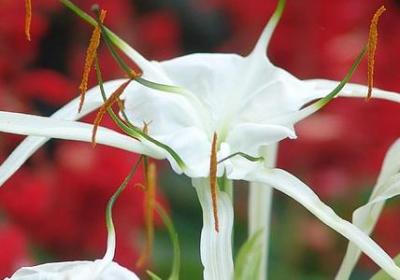 王羲之的名言(推荐20句)