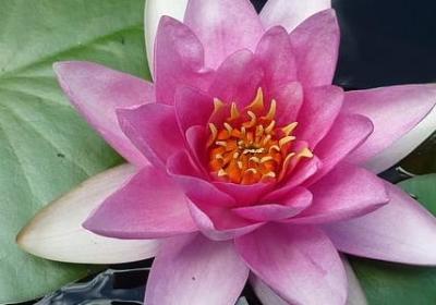 王安石名言名句(通用20句)