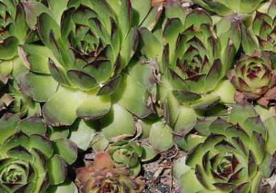 父爱母爱的名言(热门40句)