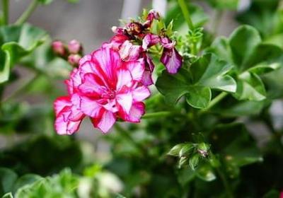 毕加索的名言(精选21句)