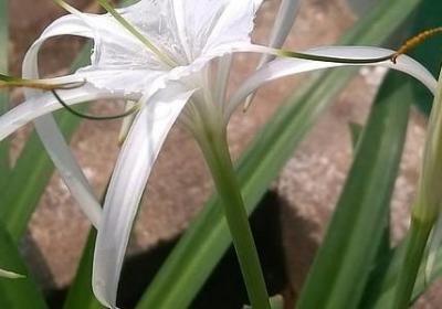 爱情名言佳句(热门80句)