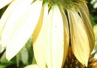 生命名人名言(必备63句)