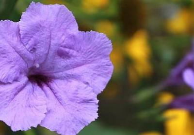 清廉名人名言(通用20句)