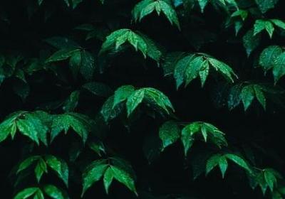 环境名言警句(精选96句)