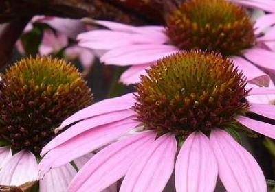 描写状态的词语(优选80句)