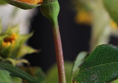 描写歌声的词语(汇总49句) 描写歌声的词语(汇总49句)