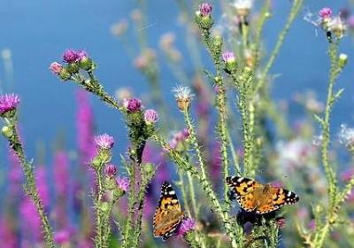 描写爱的词语(热门50句) 描写爱的词语(热门50句)