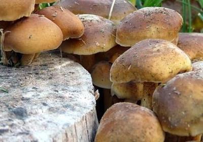 描写母爱的词语(优选32句)