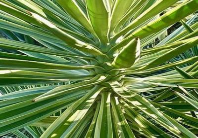 文言词语和句式(合集50句)