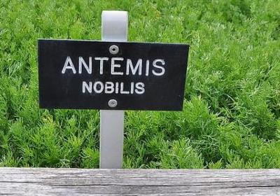 枣的词语有哪些(优选62句)