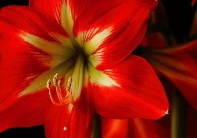 月的四词语有哪些成语(共17句)