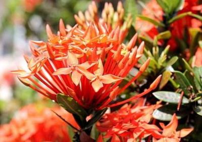 欧组什么词语(共24句)