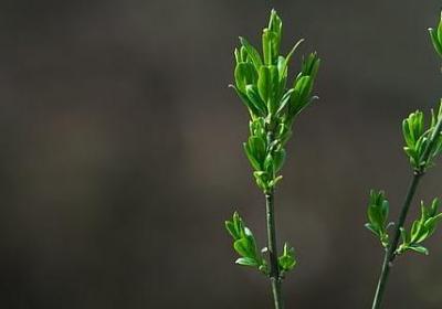 有关梅花的词语(推荐20句)