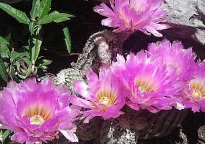 晕可以组什么词语(合集10句)