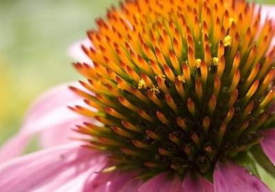 焚组词语造句(必备10句)