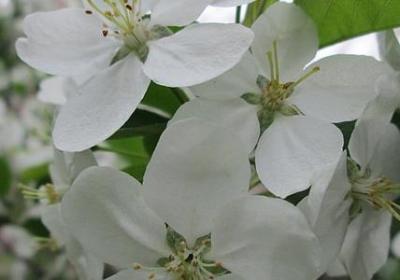 狐换个偏旁组词语(共33句)