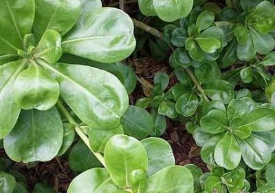 禾字组词语有哪些词语(必备51句)