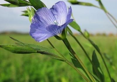 由组词有哪些词语(精选40句) 由组词有哪些词语(精选40句)