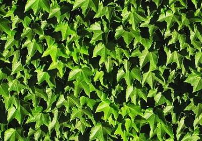 稀少新奇的词语(必备40句)