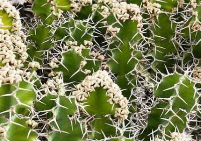 看动作猜词语游戏(共60句)