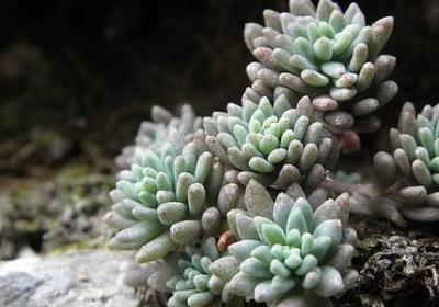 笑字三字词语有哪些(汇总20句) 笑字三字词语有哪些(汇总20句)