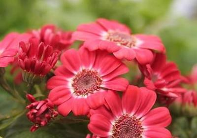 红彤彤类似的词语(共60句)