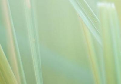 腮可以组什么词语(共41句)