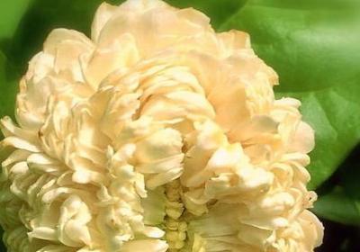 老师如父母的词语(推荐52句) 老师如父母的词语(推荐52句)