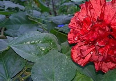 红彤彤照样子写词语(实用40句) 红彤彤照样子写词语(实用40句)