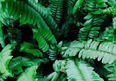 表情词语有哪些(实用37句)