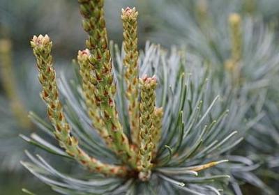 蜓可以组什么词语(实用16句)