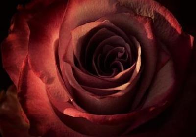 表示神态的四字词语(共81句)