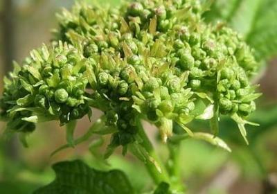 赞美30岁女人的词语(热门10句)