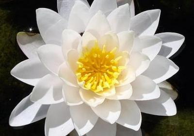 认真学习的词语(通用40句)