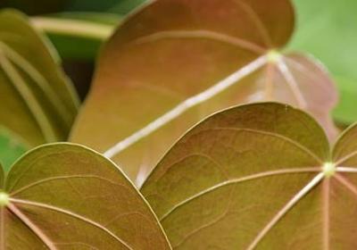 评价学生的词语(汇总49句)